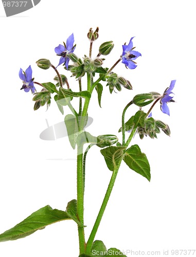 Image of Borage (Borago officinalis)