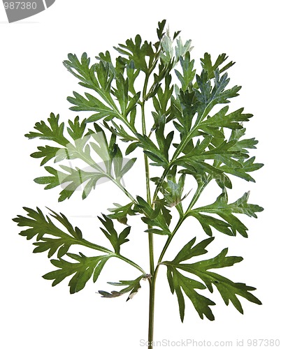 Image of Common Wormwood (Artemisia absinthium)