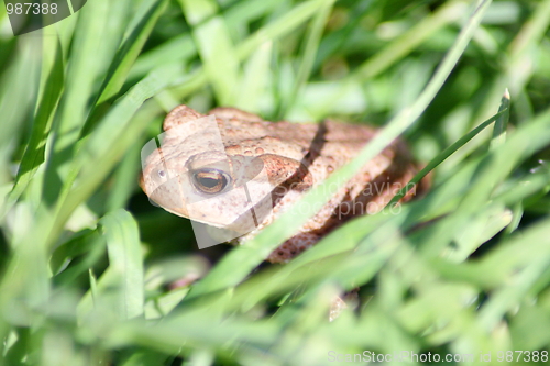 Image of Toad in the grass