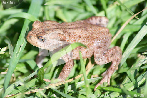 Image of Toad in the grass