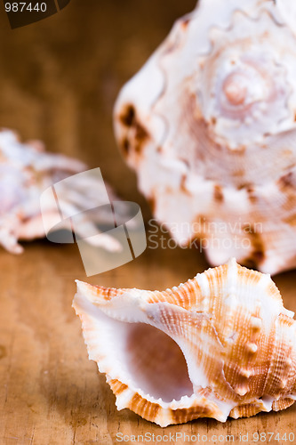 Image of sea shells closeup