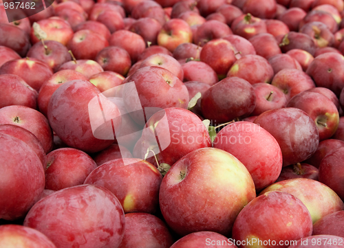 Image of Many freshly picked red apples