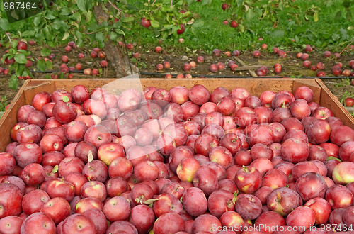 Image of Freshly picked red apples in a crate