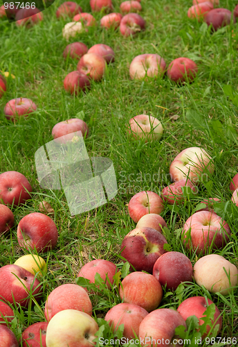 Image of Fallen apples in green grass