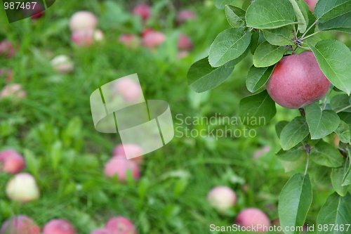 Image of Ripe apple on a branch among green leaves