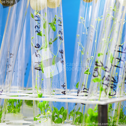 Image of arabidopsis plants