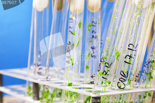 Image of arabidopsis plants