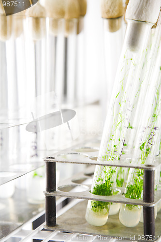 Image of arabidopsis plants