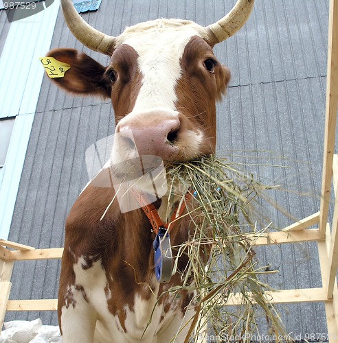 Image of cow2