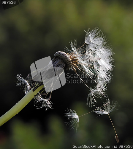 Image of dandelion2