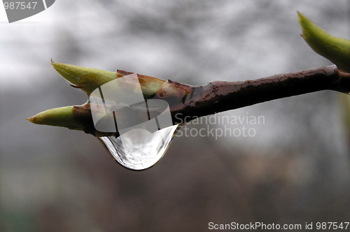 Image of drop