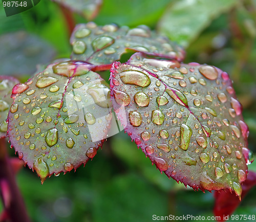 Image of drops