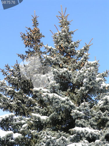 Image of fir-trees