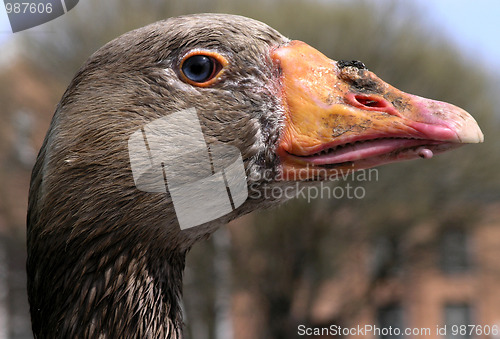 Image of goose