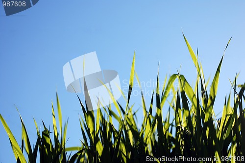 Image of grass