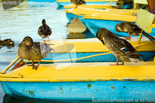 Image of Having a rest ducks