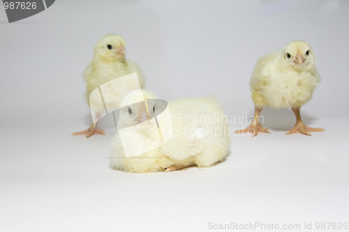 Image of Chickens