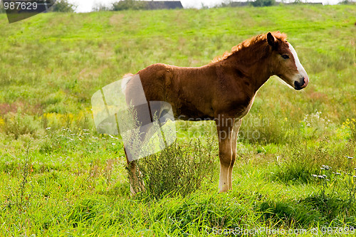 Image of Foal