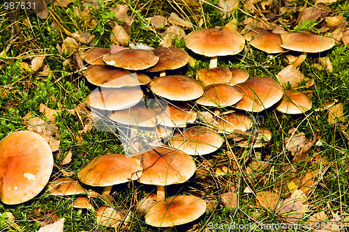 Image of Wood mushrooms