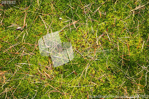 Image of Moss