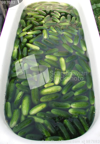 Image of cucumbers