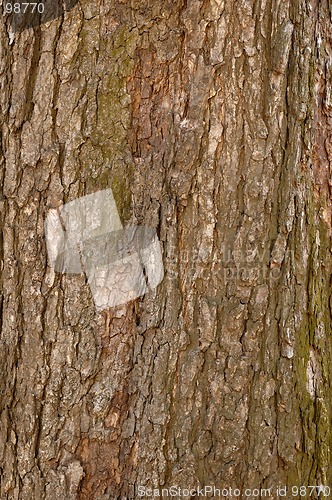 Image of Bark 7