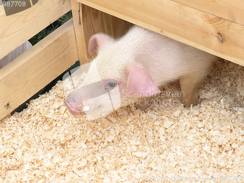 Image of piglet