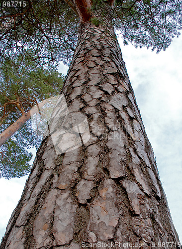 Image of pine