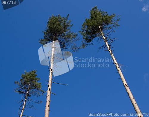 Image of three high pines