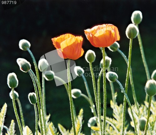 Image of poppys