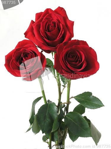 Image of rose2