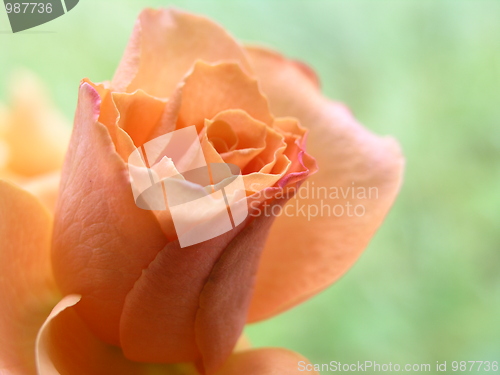 Image of rose