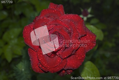 Image of rose2