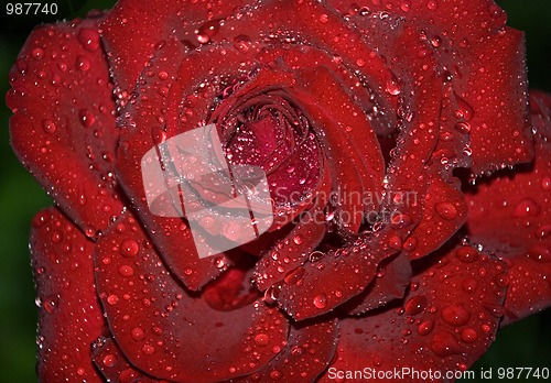 Image of rose