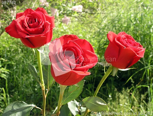 Image of roses