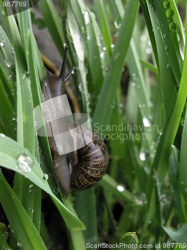 Image of snail