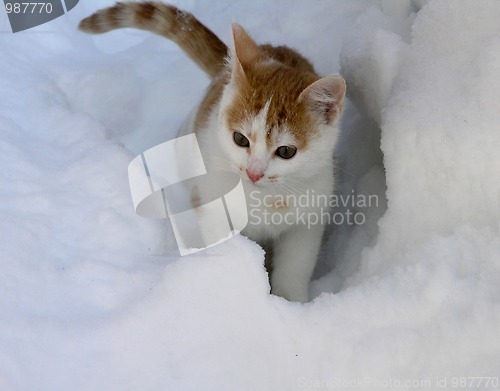 Image of snow cat