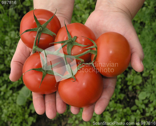 Image of tomato