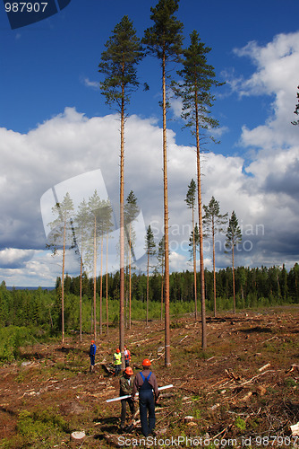 Image of cutting down trees