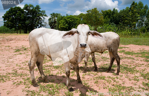 Image of Two Asian cows in Northwestern Thailand