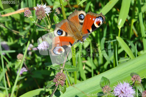 Image of European Peacock