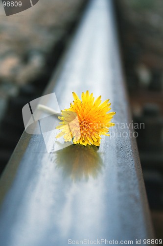 Image of flower on rails