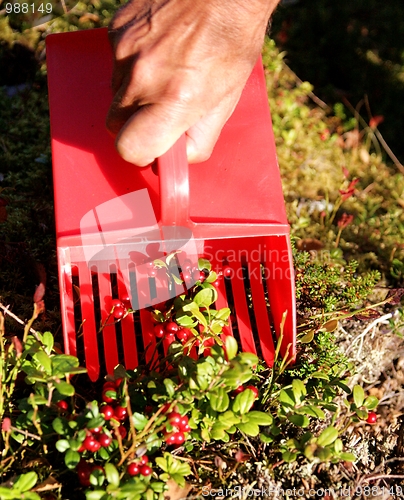 Image of Berry picker