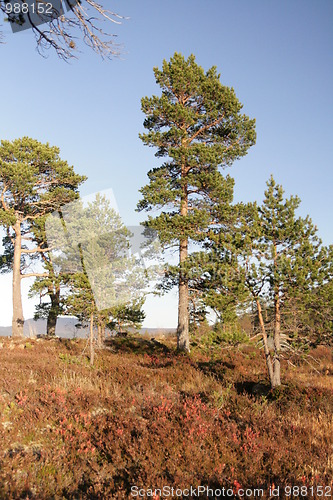 Image of Pines