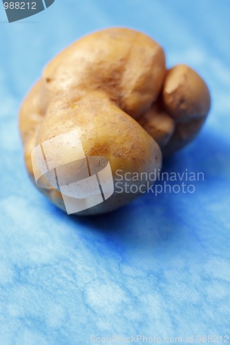 Image of Deformed spud