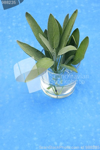 Image of A bunch of sage in glass