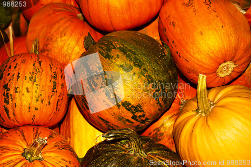 Image of Oodles of orange and yellow ripe pumpkins