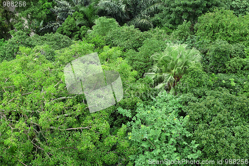 Image of forest view from high