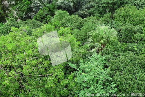 Image of forest view from high