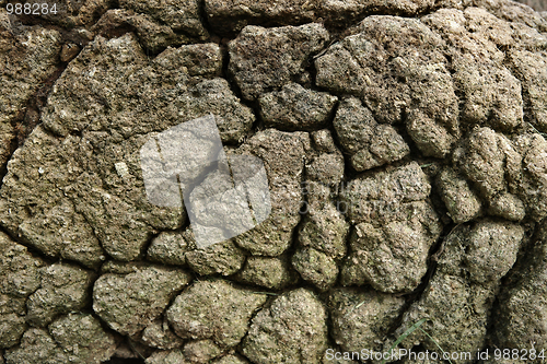 Image of Cracked earth